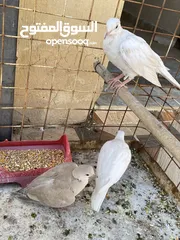  3 2 جوزين حمام كريم (يمام) للبيع جوز شغالات تحتهم بيض