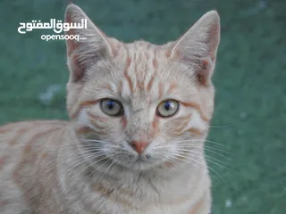  2 كاميرا زوم احترافي Nikon Coolpix p900 83x