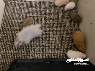  4 hamster هامستر للبيع عدد 7