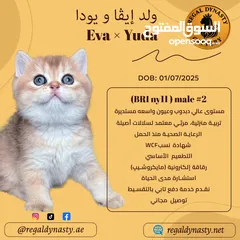  17 High-level British Shorthair kittens with pedigree
