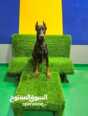  19 doberman dog male and female   دوبرمان  ذكر  و انثى 1 year 7 month