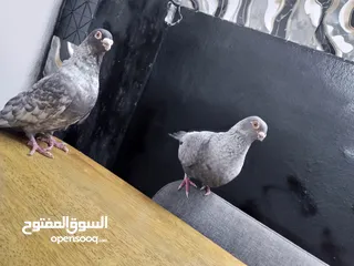  3 جوز قراقطه للبيع معهم فرخ
