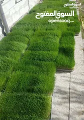  15 استنبات شعير  شعير مستنبت Sprouted   صواني استنبات شعير Barley germination barley