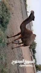  4 السلام عليكم ورحمه الله موجود اضحيه