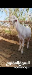  4 جدي شامي ابيض ابرص توب ثني حبتين على كل جال وثلث معزا مراح توب التوب مقنوي