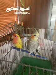  1 كوكتيل وروز
