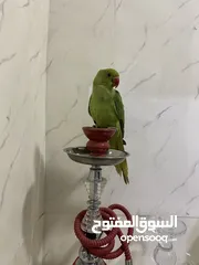  3 ببعاد دره اليف جدااااااااا