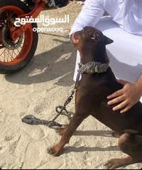  5 Doberman puncher red كلب دوبرمان