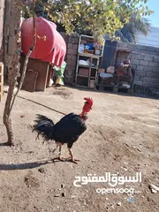  4 ديج ابو ركيبه اسود طلك مع دجاحه عرب