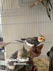  1 Cockatiels  كوكاتيل