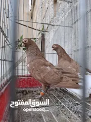  8 جواز نخب بالصلاة على النبي