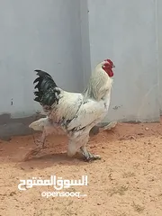  5 كوبيا براهما العمر سنه