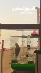  5 ببغاء كوكتيل ذكر بسكوتي الف جدا عجينه ما بعض بطلع على الايد حافظ نغمة النمر الوردي واكثر من وحده غير
