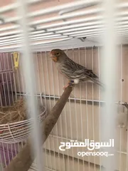  12 Breeding pairs of canary  in Alain