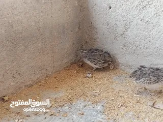  6 فربات للبيع ....