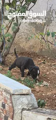  2 للبدل على طيور