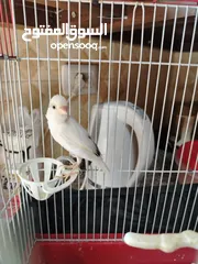  2 طيره كناري بيضا للبيع