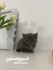  1 قطط للبيع  العمر شهرين