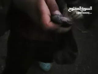  4 عنز جلد براسها...... السن صافه.... ماشاء الله عنها.... ديدها هشوش... تالي حليب.... شوف الفيد