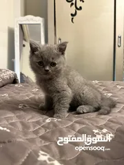  5 قطط سكوتش فولد للبيع بيور