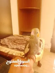  19 ببغاء كوكتيل اليف جدنننننن