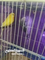  2 Abou kinan