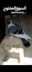  1 فرخيين اسطنابله للبيع