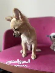  1 Chihuahua Pure