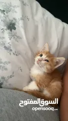  2 Kitten for adoption