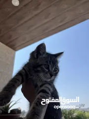  4 قطه عمرها تقريباً 3 شهور للتبني