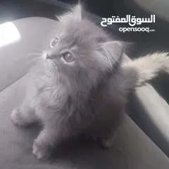  3 سكوتش فولد
