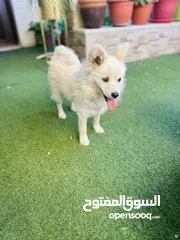  2 كلب مالتيز (فرنش تيرير) للبيع بيلي