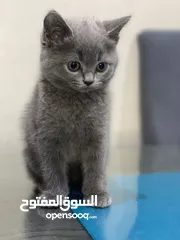  2 قطط للبيع 20 دينار