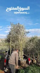  20 جميع انواع الاشجار  وفريق لصيانة وتنسيق جميع الحدائق والأشجار