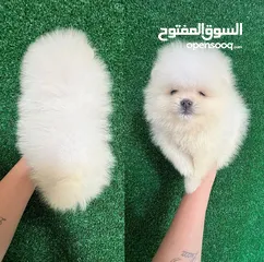  2 Pomeranian male and female for sale