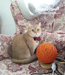  4 إناث منتجات سكوتش ستريت