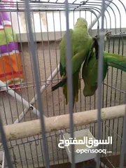 3 جوز دره هندي