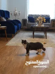  2 قط راغدول أنثى أليف بيتوتي مُطعم معه ليتر بوكس وغذاؤه الخاص وبيته