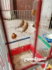  1 جوز كنار معاه 3 فراخ فطم مع قفص 3معالف