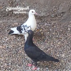  1 حمام زاجل ممتاز