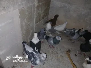  24 كوم كامل للبيع  دينارين ونص الحبه زق وكش الفحول كلها كش