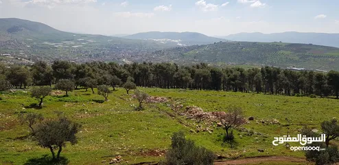  6 فيلا فاخرة على أرض 2000م تصنيف أ A, طابو – زاوية شارعين + مجلس ضيوف مستقل في طوباس