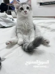  1 Two months old Persian kitten