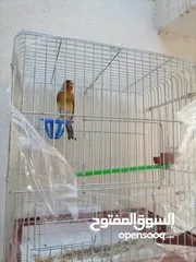  1 بندوق حسون  بحككي حسون مرفق فيديو نار لتعليم الفراخ