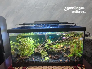  15 حوض نباتات اجنبي كريستال اكوائيل تحفه فنيه