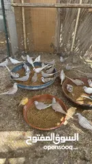  8 Dove bird pigeon دوف مكس للمهتمين للتربية منتج