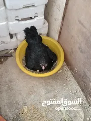  2 ثلث جاجات بناديق باكستاني