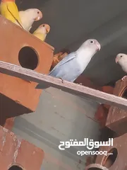  5 جوز فيشر شغال لون مميز ازرق فاتح للبيع