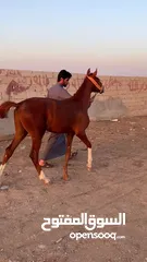  3 مهر انقليزي نخب اول
