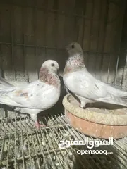  7 جوز ذبابنا صفر الصلاه عالنبي شغلات مكفولات للبيع
